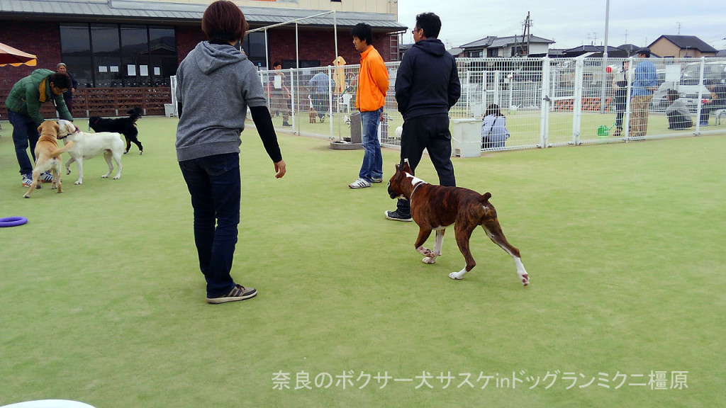 奈良のボクサー犬サスケinドッグランミクニ橿原