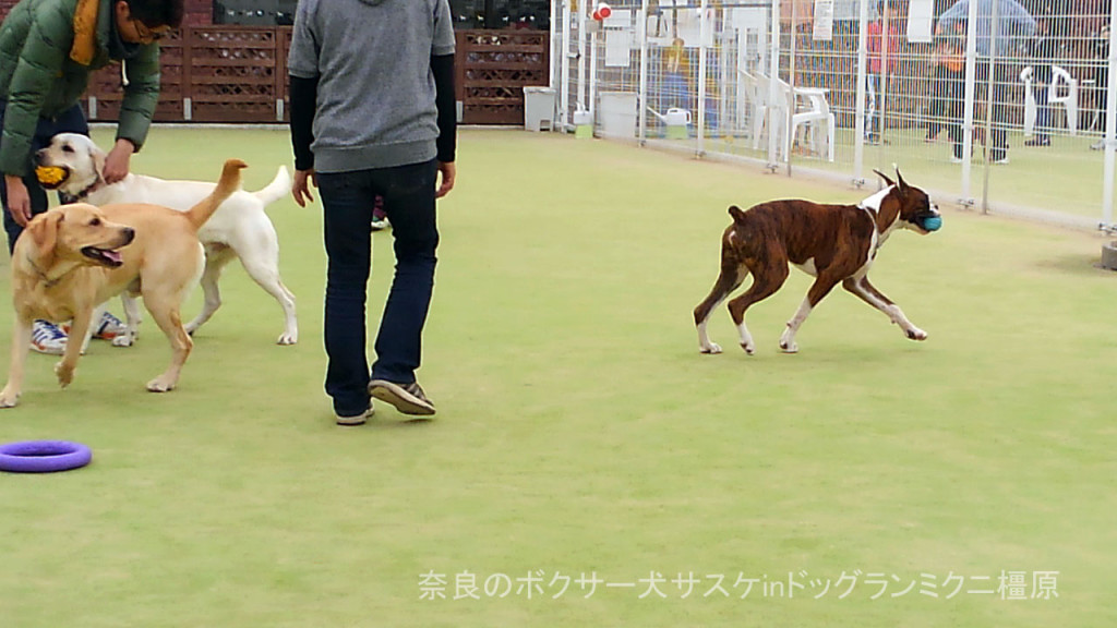 奈良のボクサー犬サスケinドッグランミクニ橿原