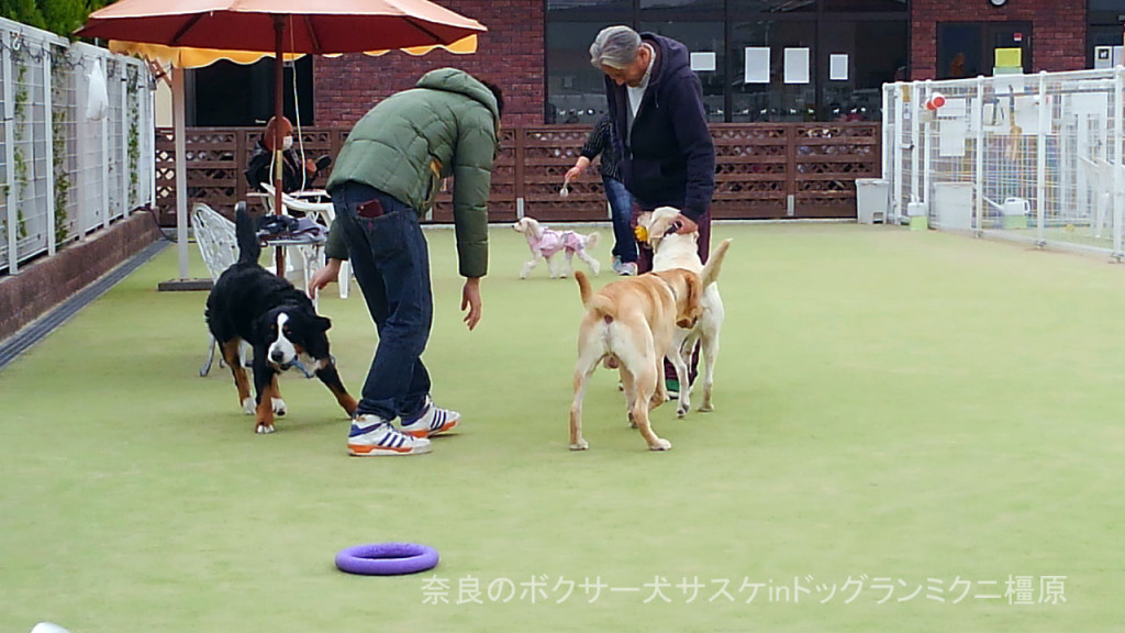 奈良のボクサー犬サスケinドッグランミクニ橿原