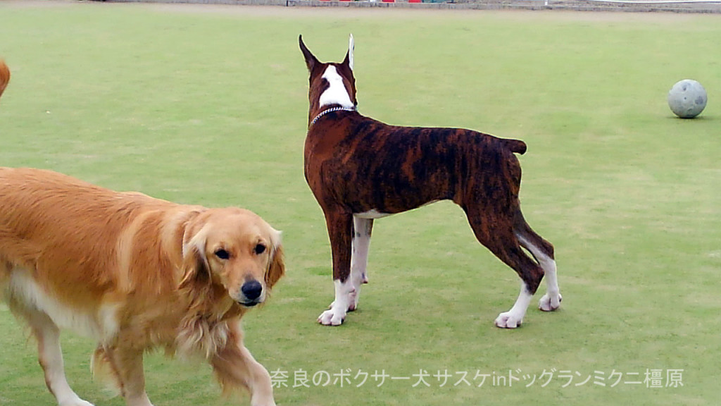 奈良のボクサー犬サスケinドッグランミクニ橿原