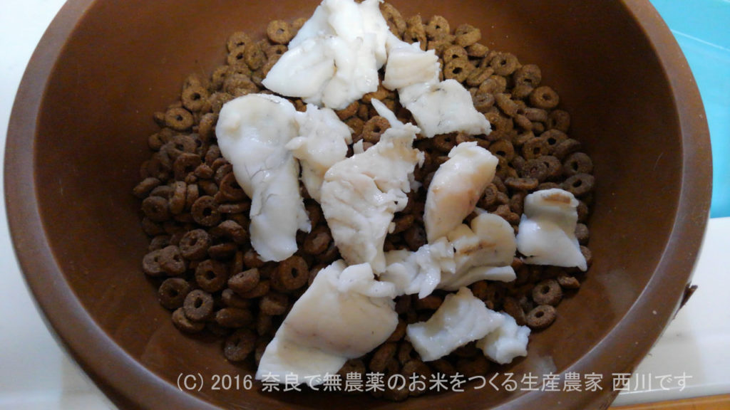 サスケにヒラメのおすそ分け