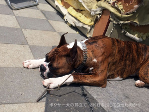 ボクサー犬の耳立て 239日目にして立ったのか？