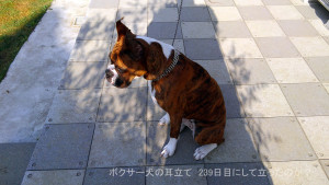 ボクサー犬の耳立て 239日目にして立ったのか？