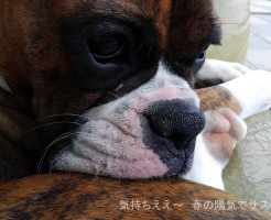 最高の天気とサスケと昼寝