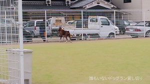 最高の天気とサスケと昼寝