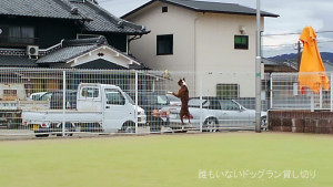 最高の天気とサスケと昼寝