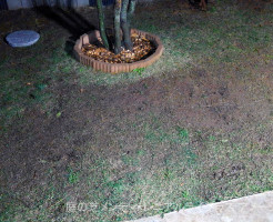 庭の芝メンテ | ペレニアルライグラス アメージングGS