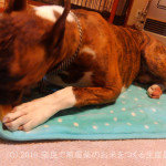 夢中でやみつき | ヒマラヤチーズスティク