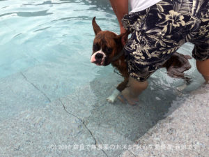 ボクサー犬九ヶ月の初プール | サスケってカナヅチかも