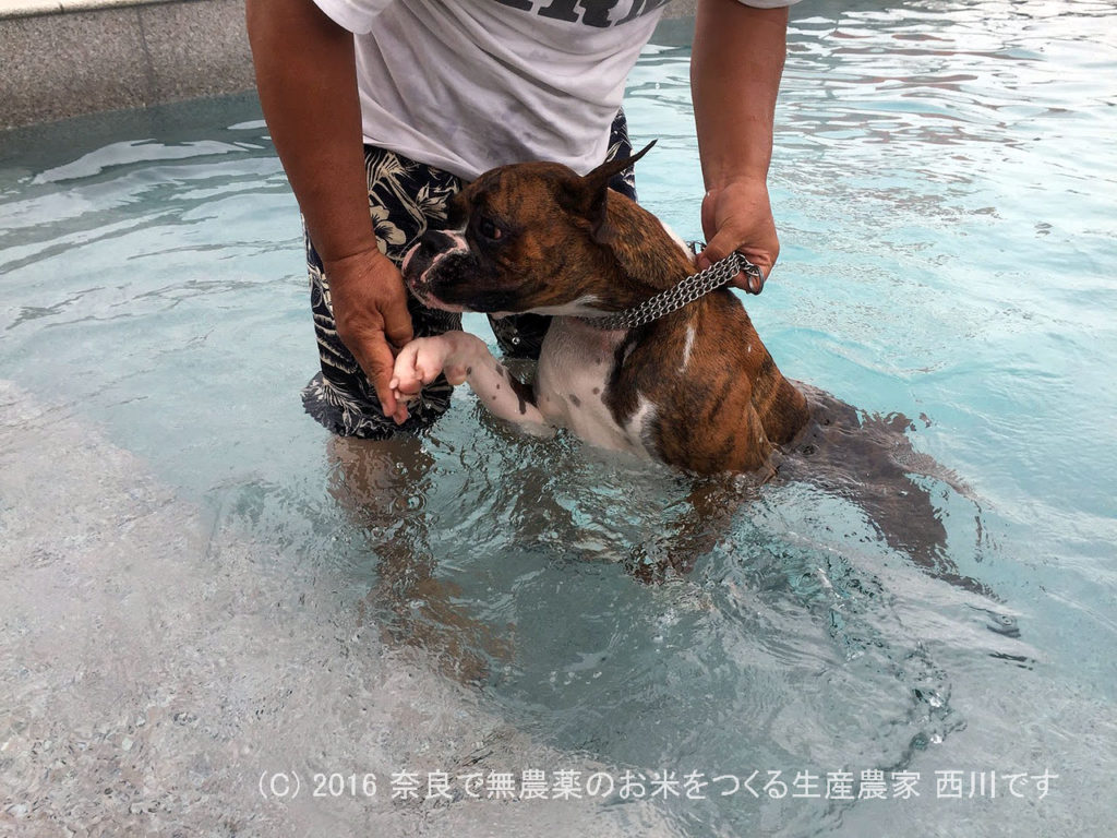 ボクサー犬九ヶ月の初プール | サスケってカナヅチかも