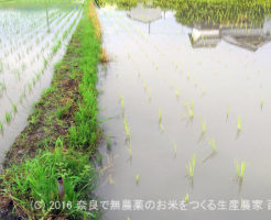 2016年田んぼの定点観測 | 田植え後一週間、出穂70日前