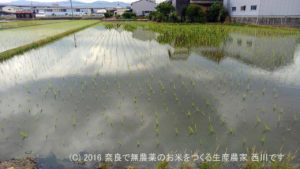 平成28年の田植えが終わりました