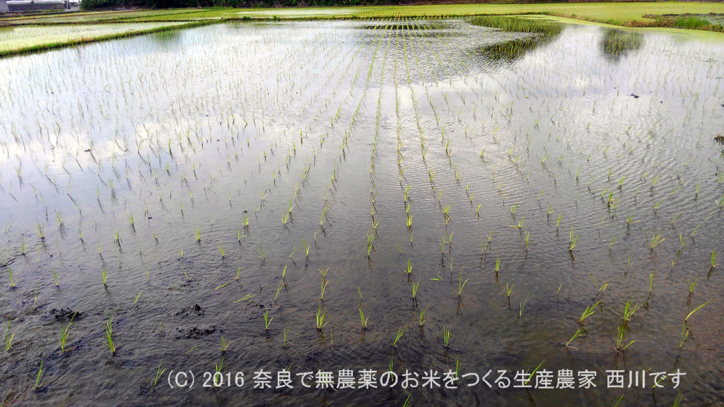 平成28年の田植えが終わりました