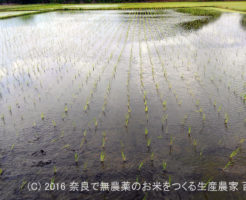 平成28年の田植えが終わりました