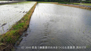 平成28年の田植えが終わりました