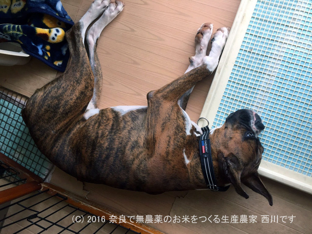 ボクサーは短頭種犬につき夏は心配な季節