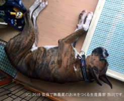 短頭種犬につき熱中症に大注意