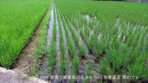 2016年田んぼの定点観測 | 田植え後32日経過、出穂44日前