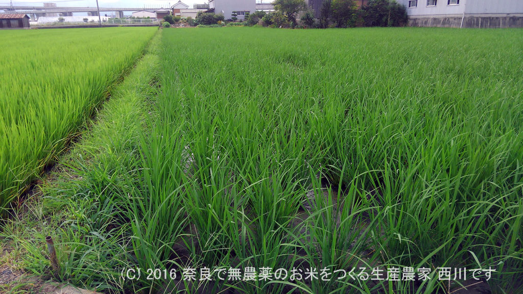 2016年田んぼの定点観測と休耕田の雑草処理・耕運 | 田植え後39日経過、出穂37日前