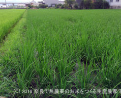 2016年田んぼの定点観測と休耕田の雑草処理・耕運 | 田植え後39日経過、出穂37日前