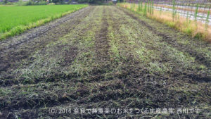 2016年田んぼの定点観測と休耕田の雑草処理・耕運 | 田植え後39日経過、出穂37日前