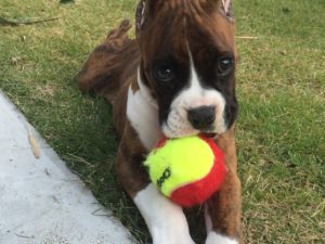 ボクサー犬サスケ君が一歳の誕生日を迎えました