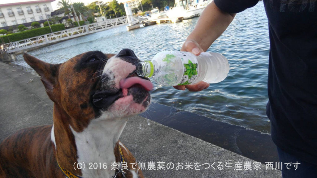 サスケ君はじめての海と旅行 | ベイリリィ 国民宿舎しらゆり荘さん