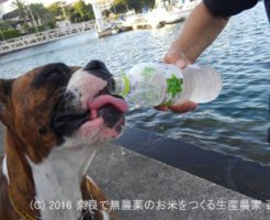 サスケ君はじめての海と旅行 | ベイリリィ 国民宿舎しらゆり荘さん