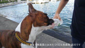 サスケ君はじめての海と旅行 | ベイリリィ 国民宿舎しらゆり荘さん