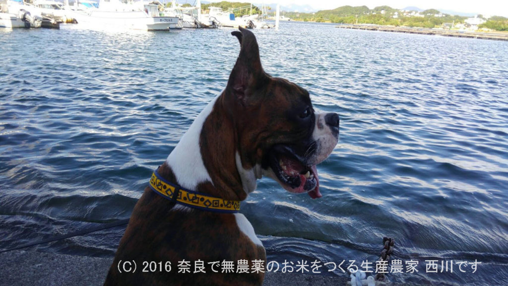 サスケ君はじめての海と旅行 | ベイリリィ 国民宿舎しらゆり荘さん