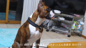 ボクサー犬サスケ君が一歳の誕生日を迎えました