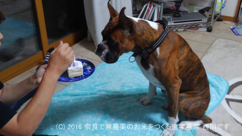 ボクサー犬サスケ君が一歳の誕生日を迎えました