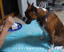 ボクサー犬サスケ君が一歳の誕生日を迎えました