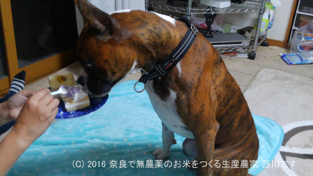 ボクサー犬サスケ君が一歳の誕生日を迎えました