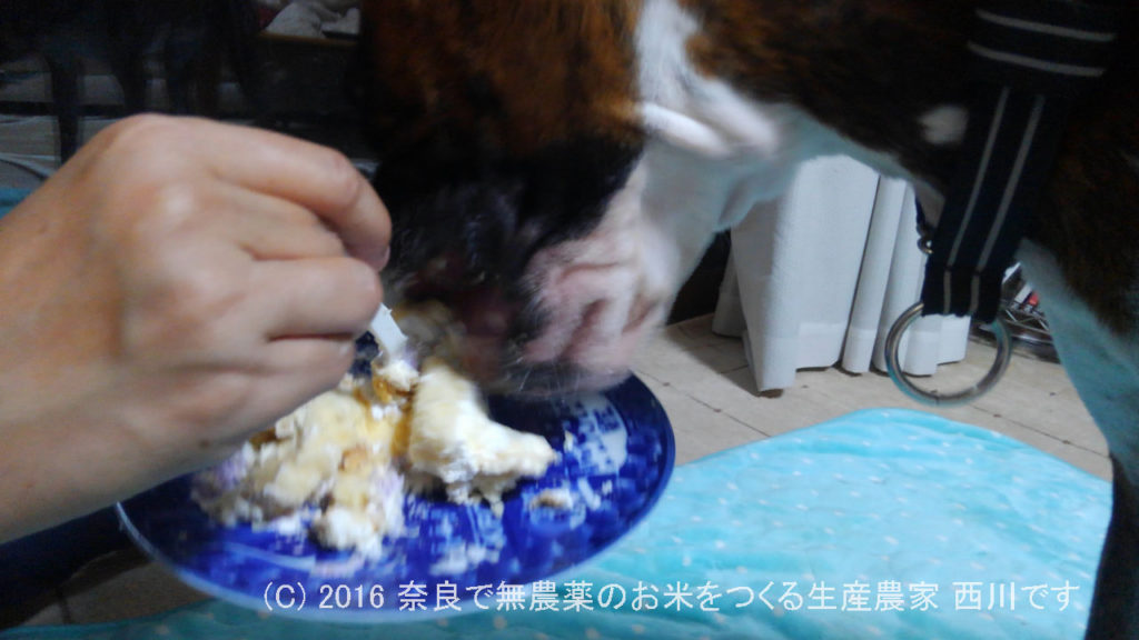 ボクサー犬サスケ君が一歳の誕生日を迎えました