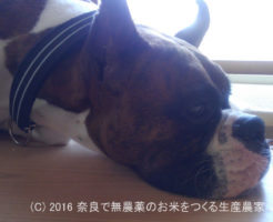 魅力あふれるボクサー犬