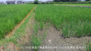 2016年田んぼの定点観測と田んぼの雑草取り | 田植え後46日経過、出穂30日前