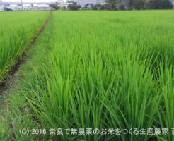 2016年田んぼの定点観測 | 田植え後60日経過、出穂16日前