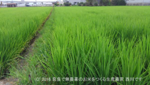 2016年田んぼの定点観測 | 田植え後60日経過、出穂16日前