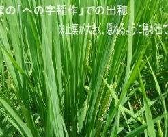 走り穂が出てきました | 田植え後72日経過、出穂4日前