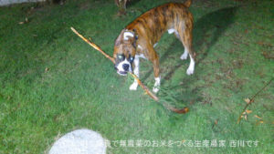 ボクサー犬による自宅の植木剪定