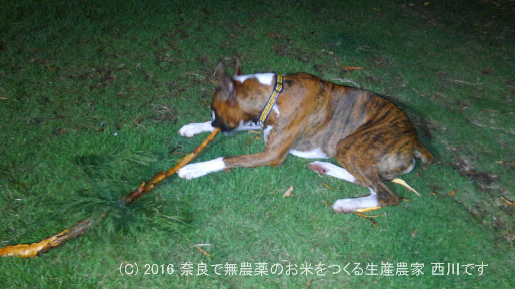 ボクサー犬による自宅の植木剪定