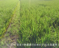 2016年田んぼの定点観測 | 田植え後81日経過、出穂5日後