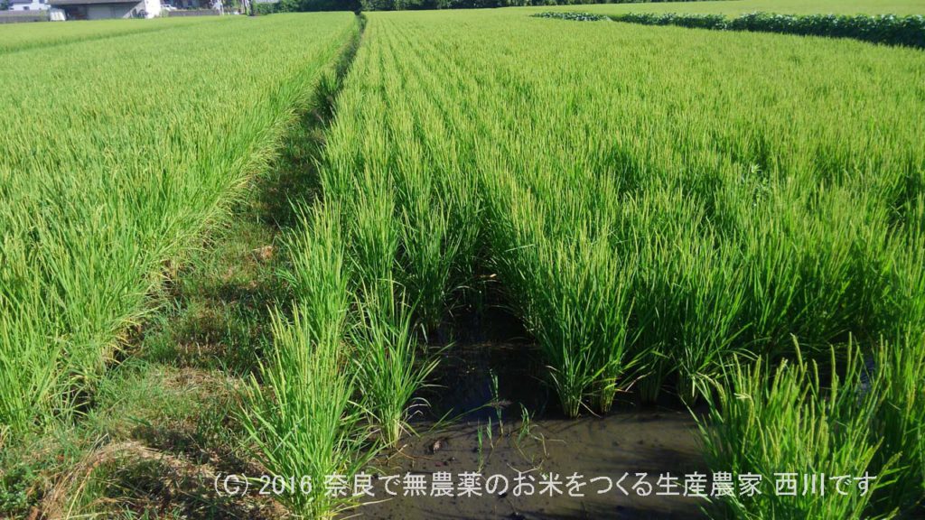 2016年田んぼの定点観測 | 田植え後81日経過、出穂5日後