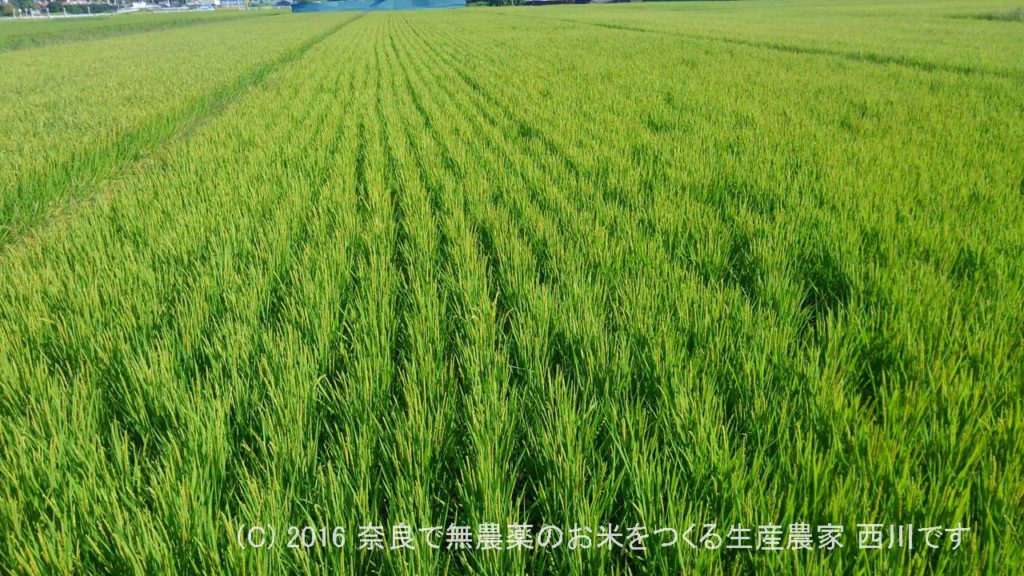 2016年田んぼの定点観測 | 田植え後81日経過、出穂5日後