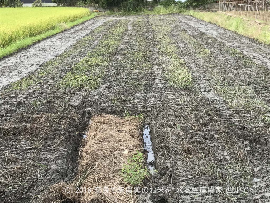 休耕田の雑草もトラクターなら瞬殺