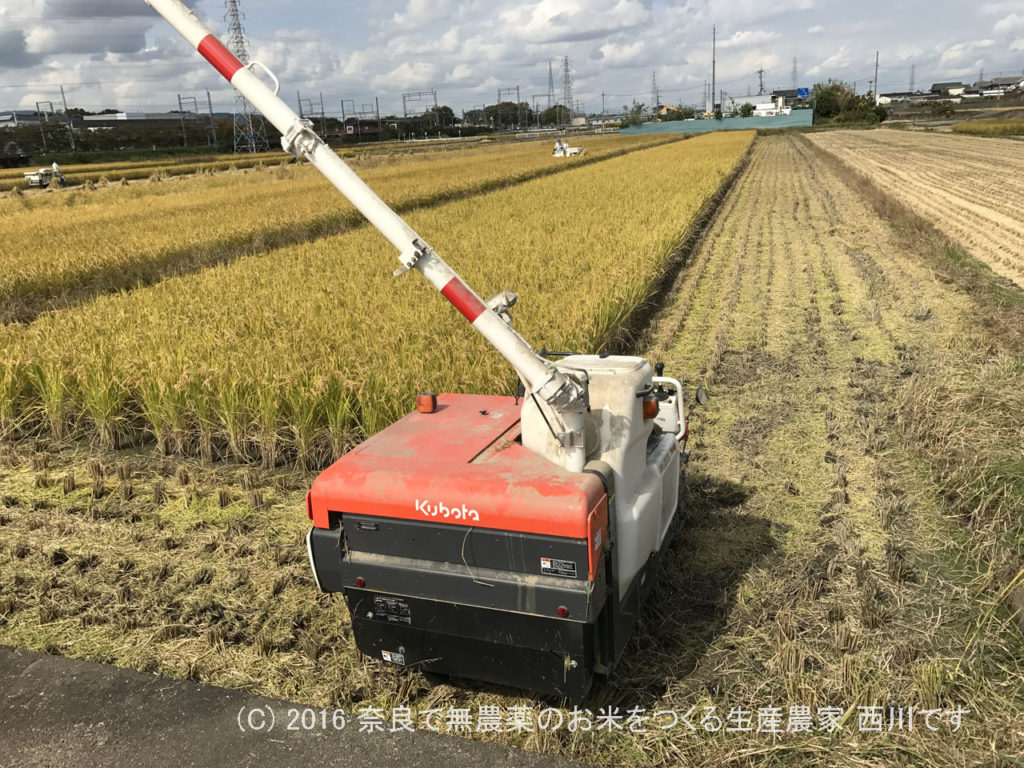 サスケも参加で稲刈り二回目