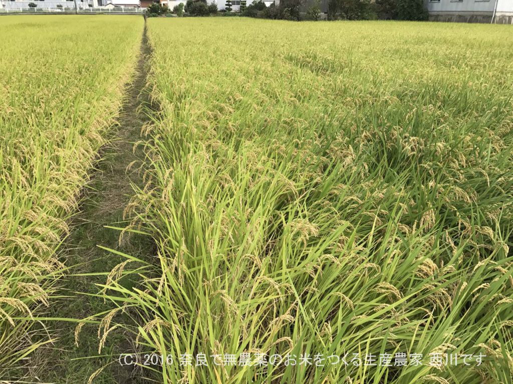 2016年田んぼの定点観測 | 田植え後109日経過、出穂33日後