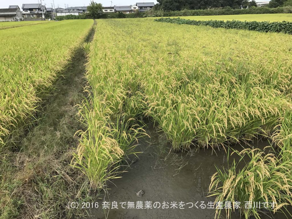 2016年田んぼの定点観測 | 田植え後109日経過、出穂33日後