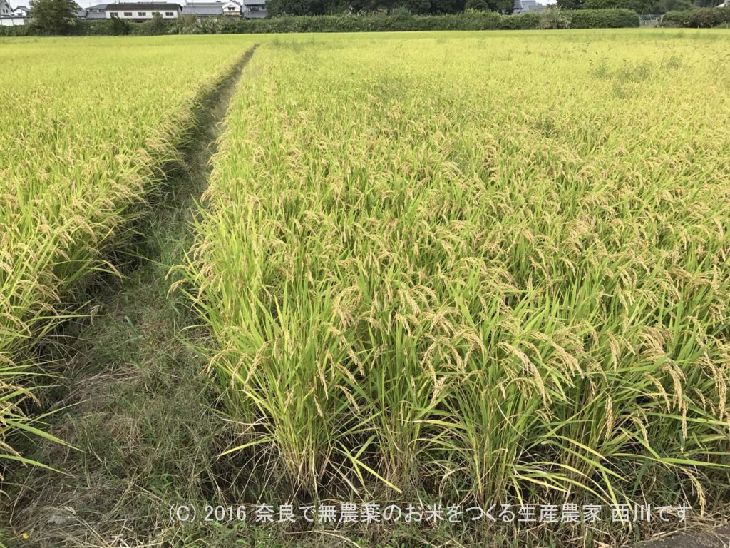 2016年田んぼの定点観測 | 田植え後109日経過、出穂33日後